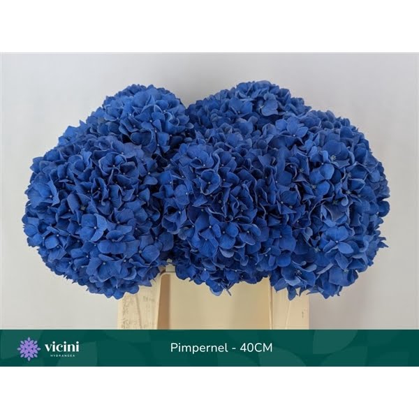 <h4>Pimpernel - 40CM</h4>