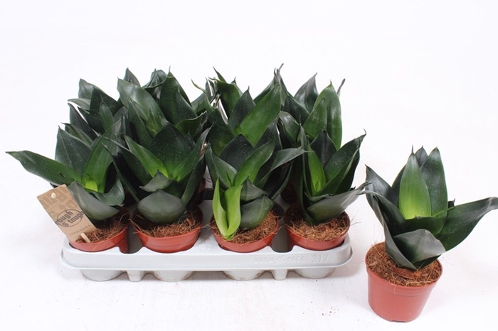 Sansevieria Hahnii