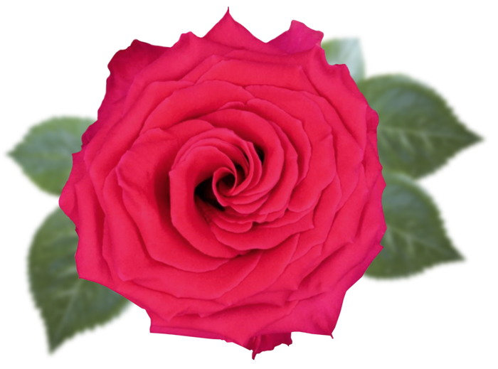 <h4>R GR FULL MONTY Naranjo</h4>