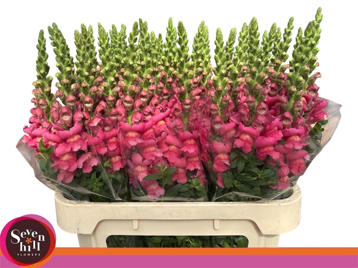 <h4>ANTIR COOL ROSE</h4>