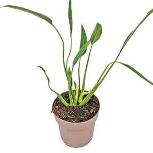 Philodendron Sucre Slim