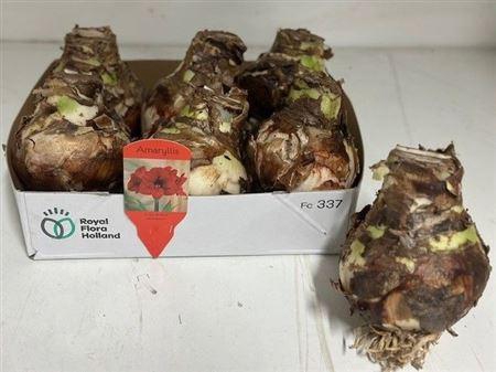 <h4>Bloembol Hippeastrum</h4>