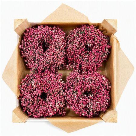 <h4>WR SCHINUS 12CM X36</h4>
