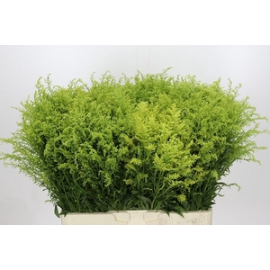 Solidago Tara Gold Buiten