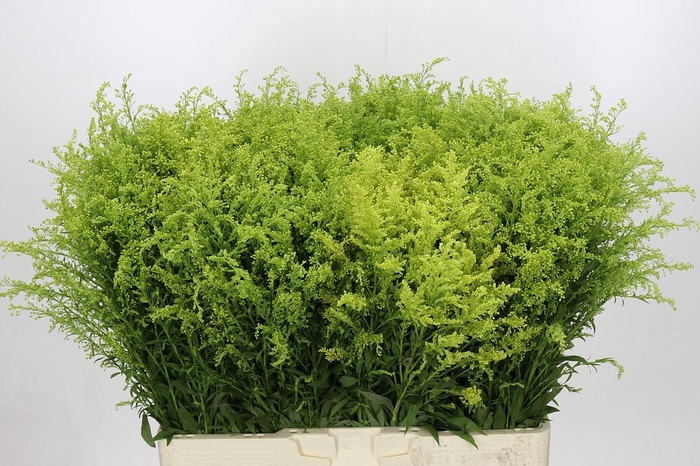 <h4>Solidago Tara Gold Buiten</h4>
