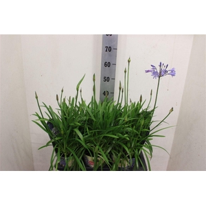 Agapanthus Summer Love Blue