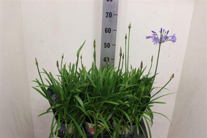 <h4>Agapanthus Summer Love Blue</h4>