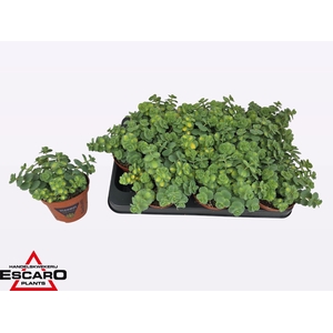 SEDUM SI MEDIOVARIEG