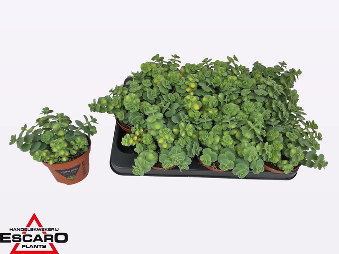 <h4>SEDUM SI MEDIOVARIEG</h4>