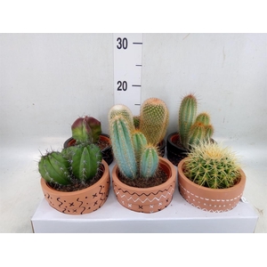 Cactus   ...