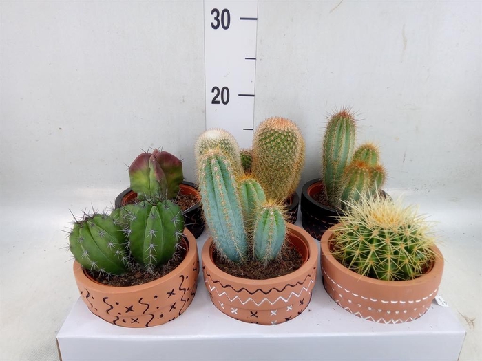 <h4>Cactus   ...</h4>