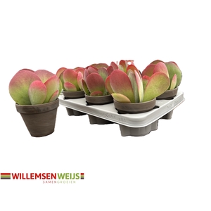 KALANCHOE THYRSIFL