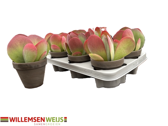 <h4>KALANCHOE THYRSIFL</h4>