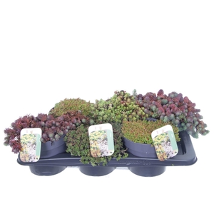 Sedum mix in tray
