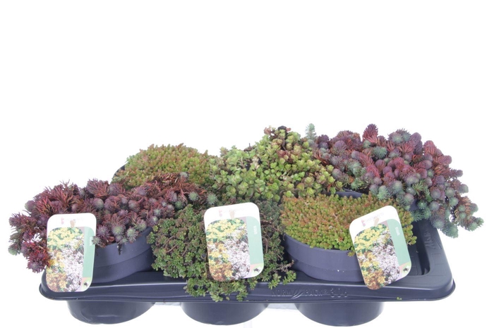 <h4>Sedum mix in tray</h4>