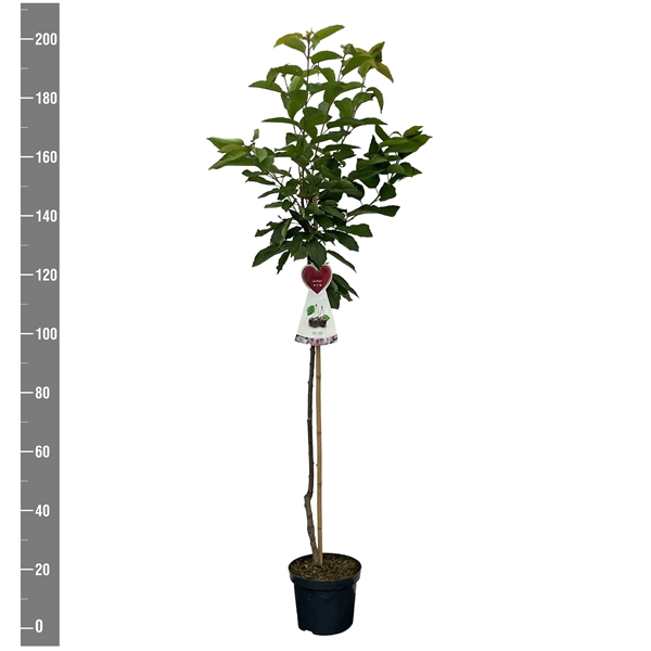 <h4>Prunus a. Regina halfstam</h4>