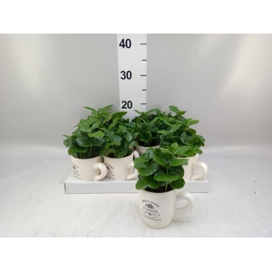Coffea arabica