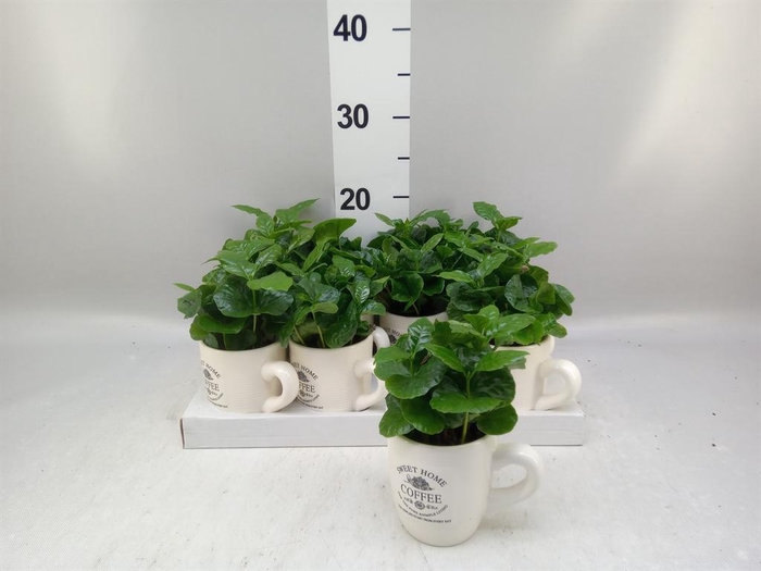 <h4>Coffea arabica</h4>