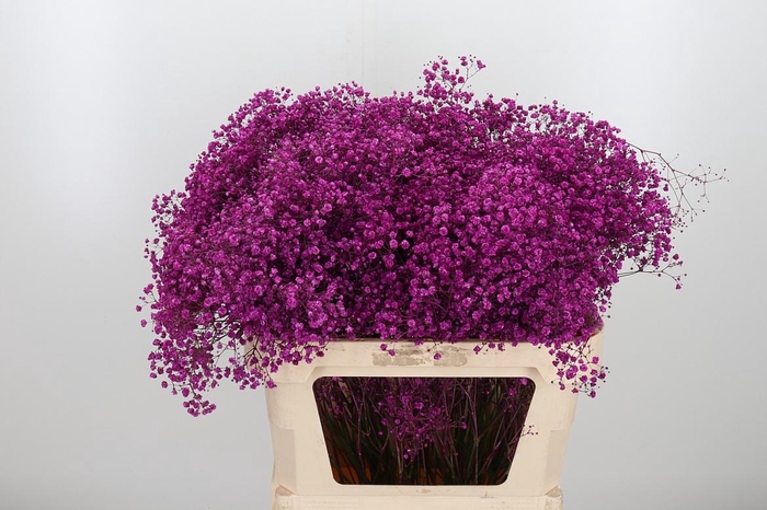 <h4>Gyps Kl Bh Erica</h4>