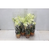 PHALAENOPSIS MINI P09 BRANCO 2 HT