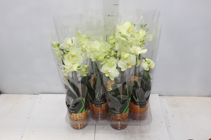 PHALAENOPSIS MINI P09 BRANCO 2 HT