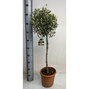 OLEA EUROPAEA