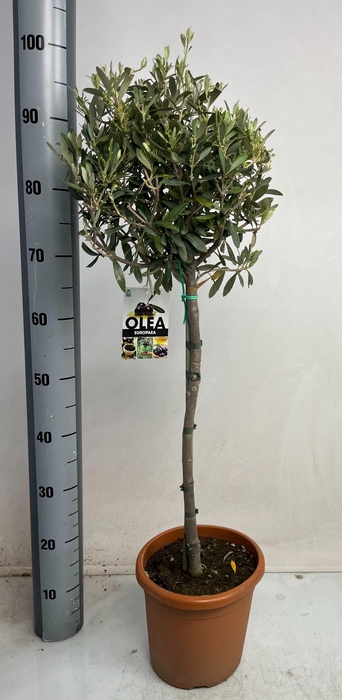 <h4>OLEA EUROPAEA</h4>