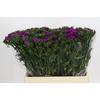 Dianthus Br Amazon Neon Purple