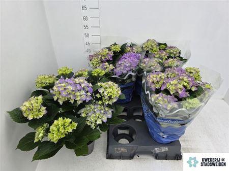 <h4>Hydr M Early Blue</h4>