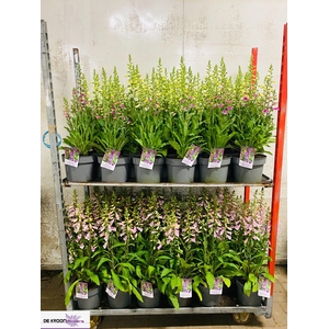 DIGI PURPUREA