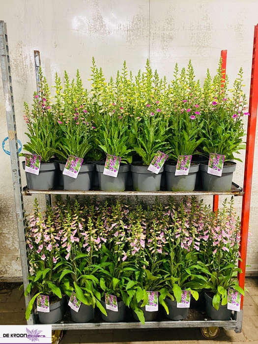 <h4>DIGI PURPUREA</h4>