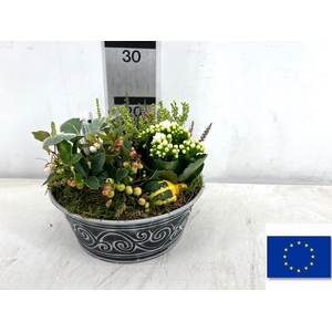 ARR TUINPLANTEN
