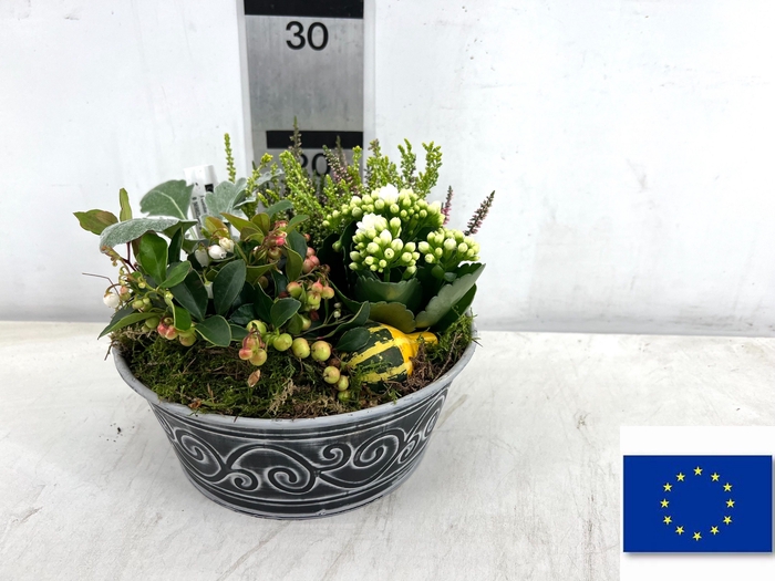 <h4>ARR TUINPLANTEN</h4>