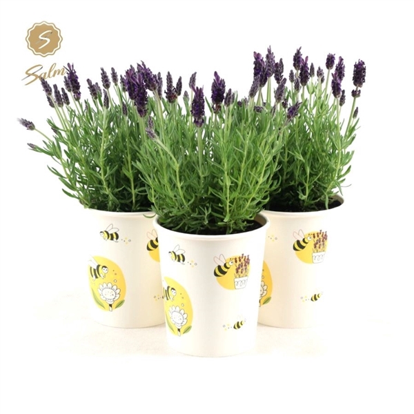 Lavandula st. 'Anouk'® Collection P12 in Cup Bee
