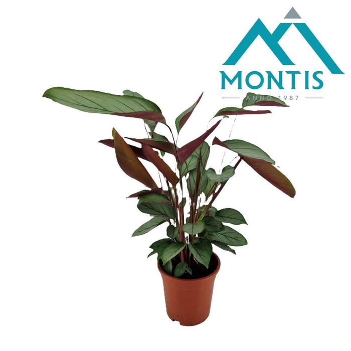 <h4>Ctenanthe setosa 17 cm</h4>