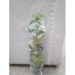 Tetrastigma voinierianum