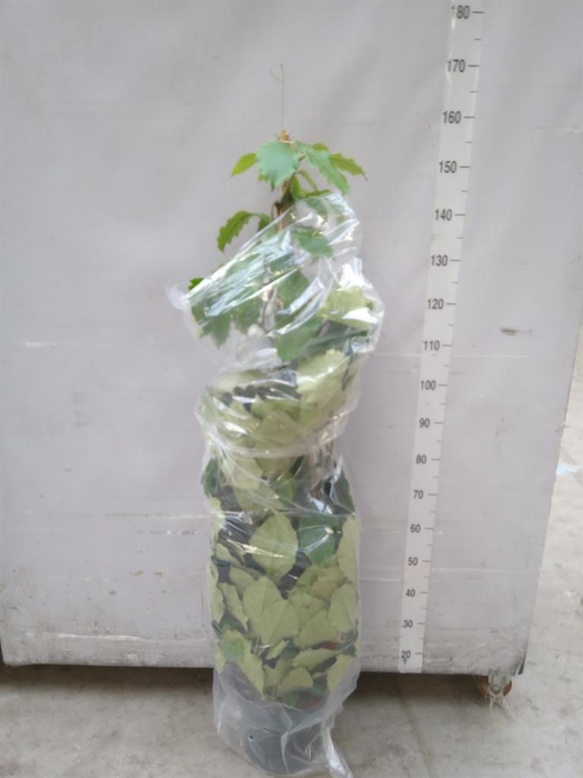 <h4>Tetrastigma voinierianum</h4>