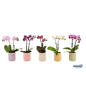 Morgan Cozy Mix Tiny Dolls Mix 2T10+ Aqu@