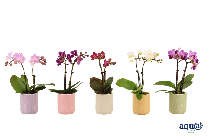 <h4>Morgan Cozy Mix Tiny Dolls Mix 2T10+ Aqu@</h4>