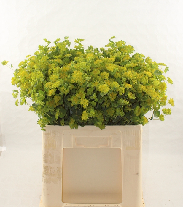 <h4>BUPLEURUM ROTUNDIFOL</h4>
