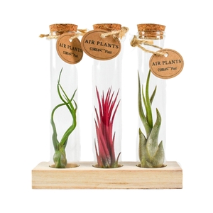 ARR TILLANDSIA