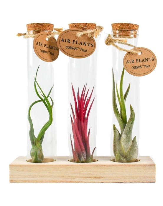 <h4>Tillandsia glas kurk buisje small set</h4>