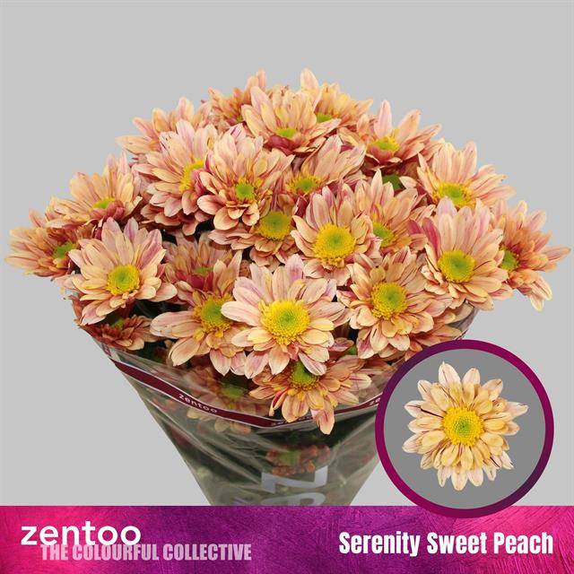 <h4>Chrys sp seenity sweet peach</h4>