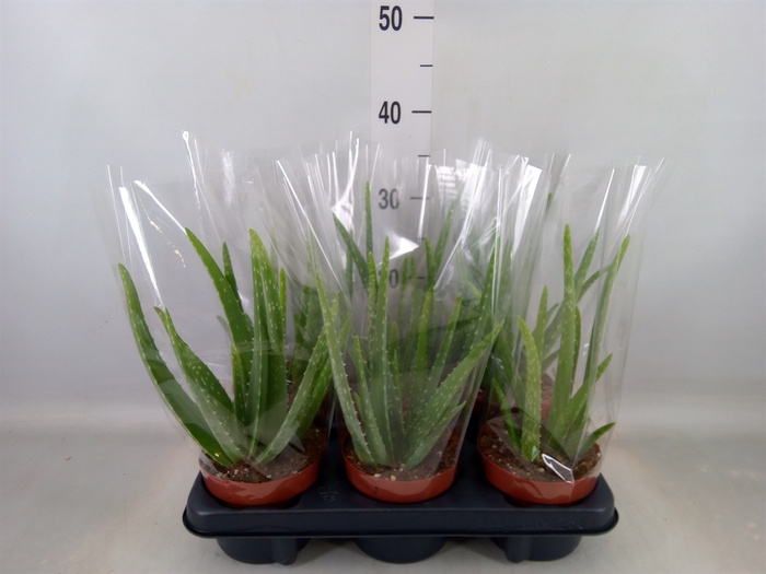 <h4>Aloe vera</h4>