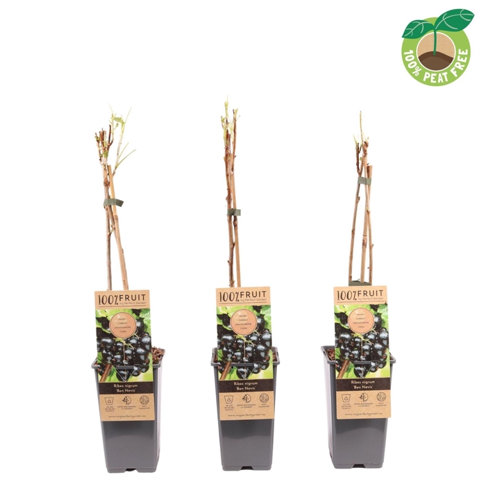 <h4>Ribes nigrum</h4>