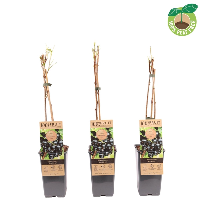Ribes nigrum