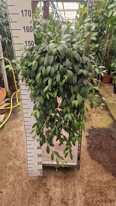 <h4>Aeschynanthus marmoratus</h4>