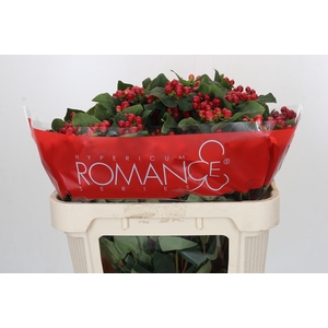 Hypericum True Romance Spray
