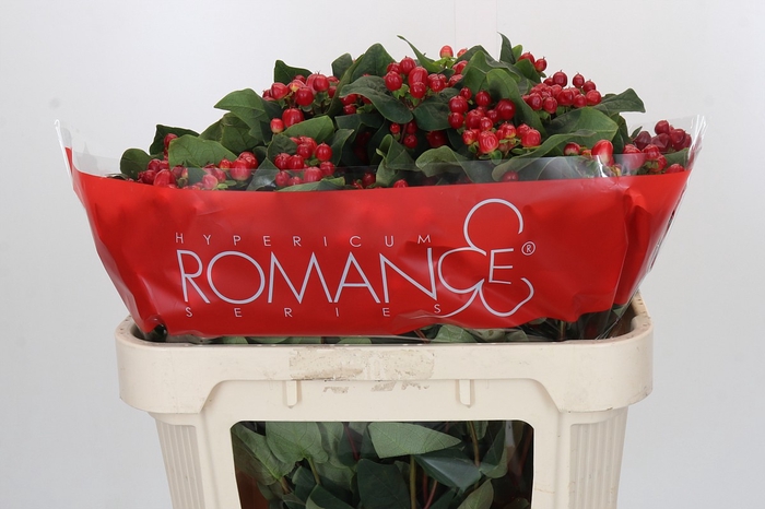 <h4>Hypericum True Romance Spray</h4>