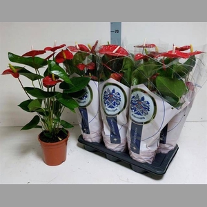 ANTHU A JAMBO RED